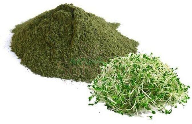 Alfalfa Leaf Powder