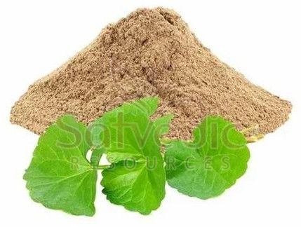 Gotu Kola Extract Powder