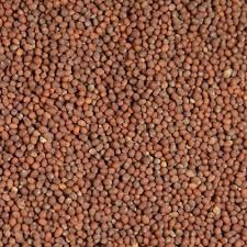 Brown Mustard Seeds