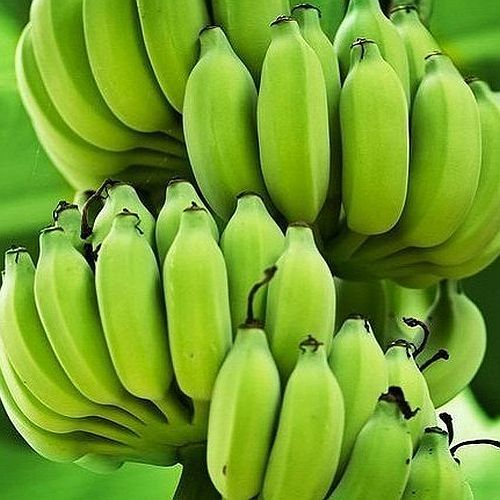 Fresh Raw Green Banana