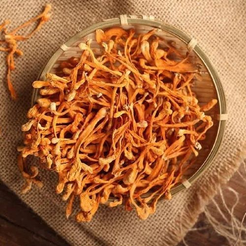 Dry Cordyceps Militaris