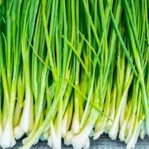 A Grade Fresh Spring Onion