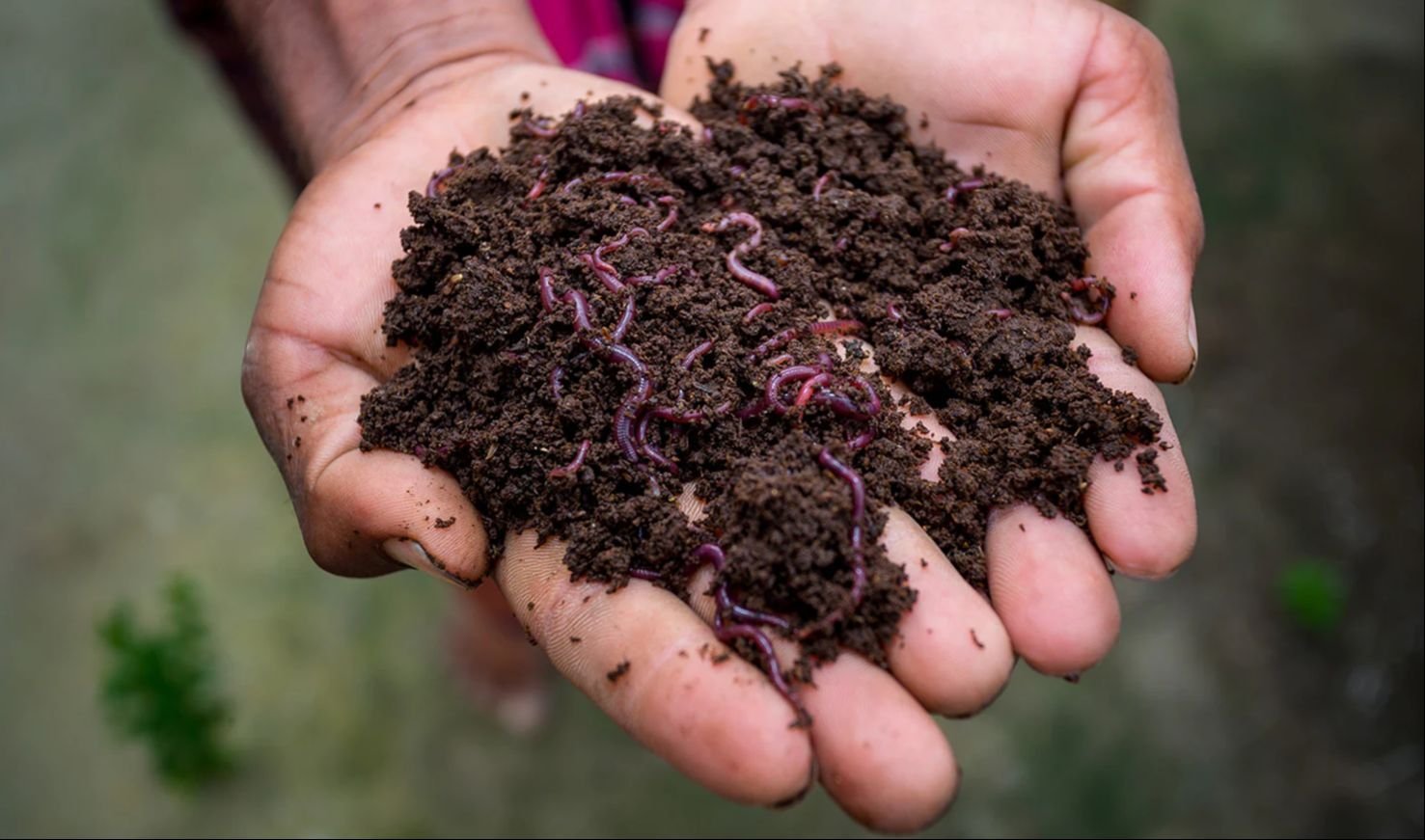 Granules Vermicompost Manure