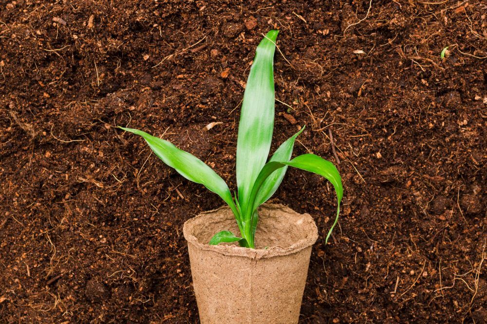 Pure Processed Cocopeat