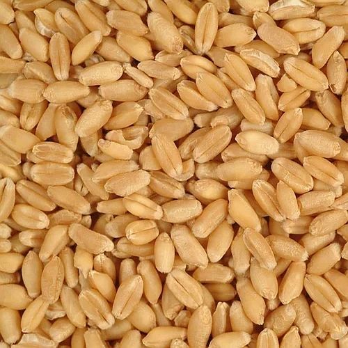 A Grade Wheat Grain