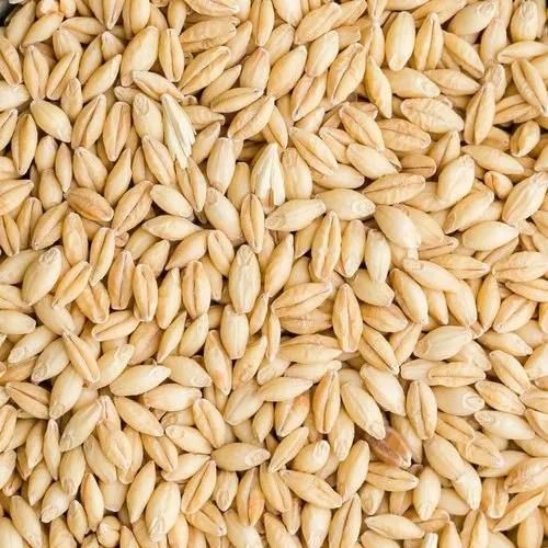 Barley Seeds