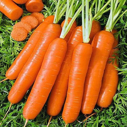 Fresh Orange Carrot