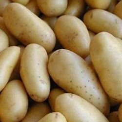 Fresh Chipsona Potato