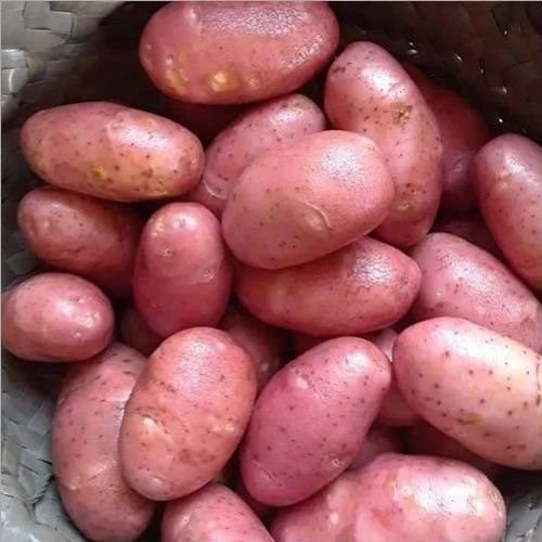 fresh red potato
