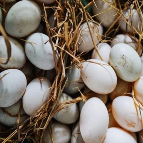 Indian Duck Eggs