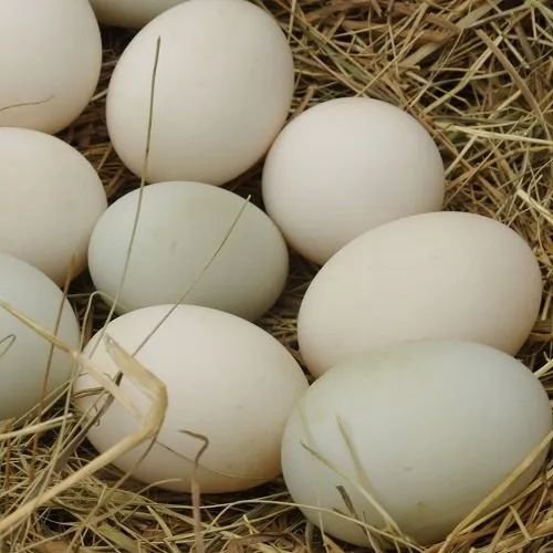 White Duck Eggs