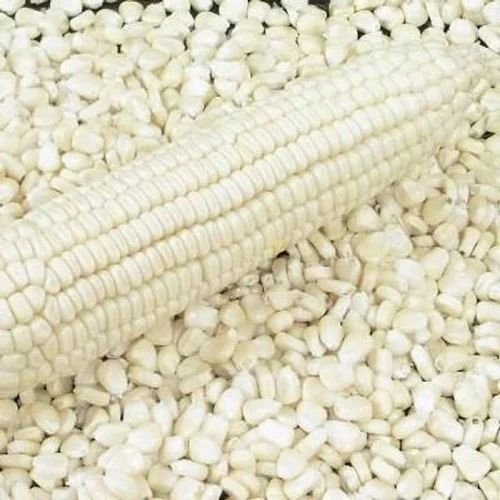 White Maize Seeds