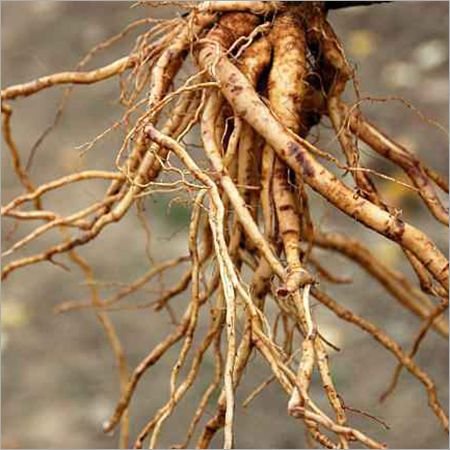 Ashwagandha Root Ashwagandha Root