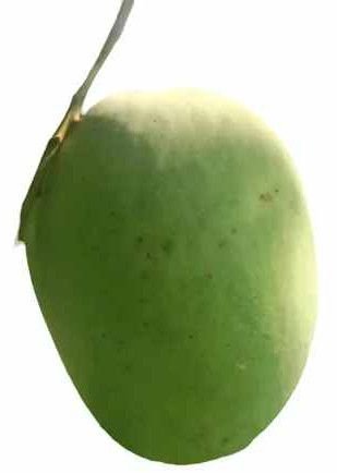 A Grade Langra Mango