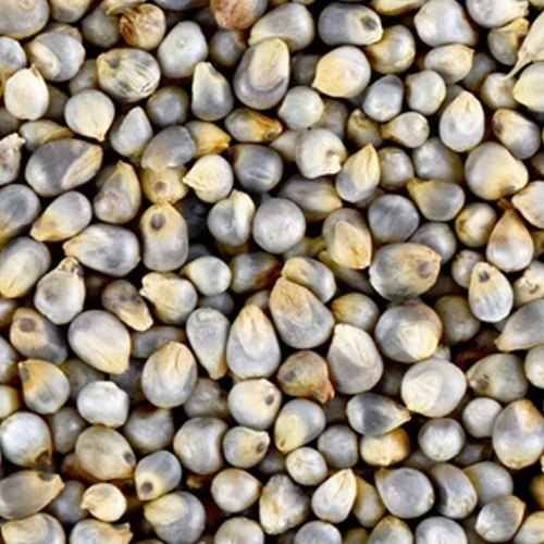 Indian Bajra Seed