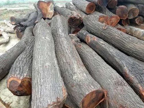 Babool Wood Logs