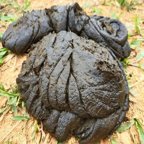 Natural Cow Dung