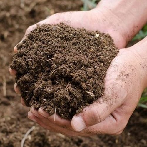 Cow Dung Manure