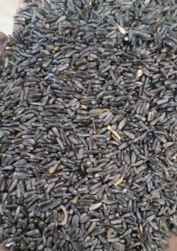 Hprj Niger Seeds