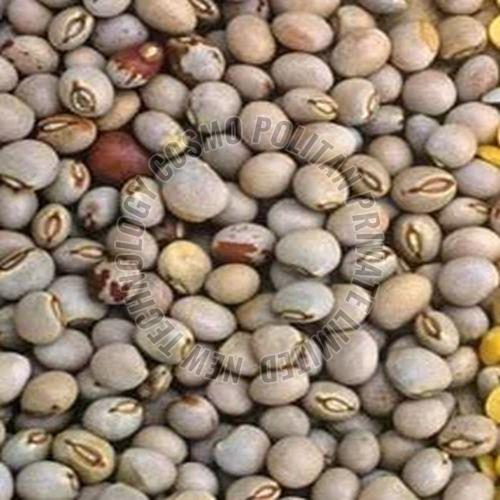 Pigeon Peas
