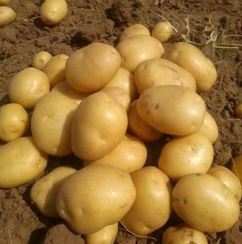 Fresh Pukhraj Potato