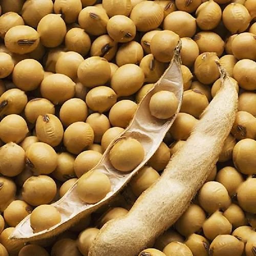 JS 2433 Soybean Seeds