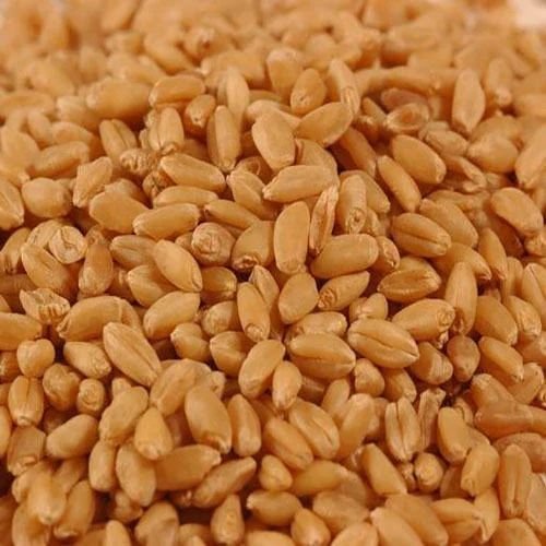 LOK 1 Wheat Seeds