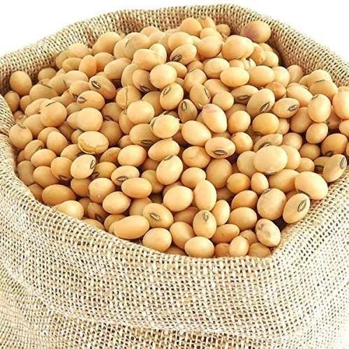Rvsm 1501 Soybean Seeds