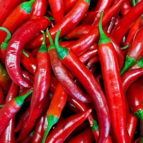 Fresh Red Chilli