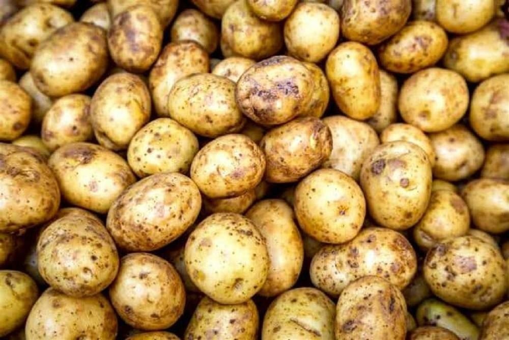 A Grade Fresh Potato