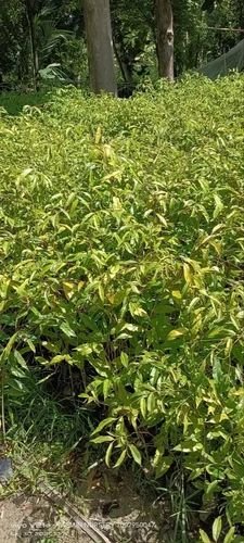1 Feet Agarwood Plant 1 Feet Agarwood Plant