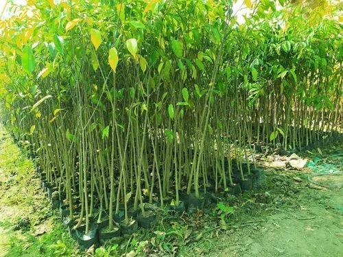 3 Feet Agarwood Plant