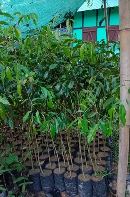 4 Feet Agarwood Plant