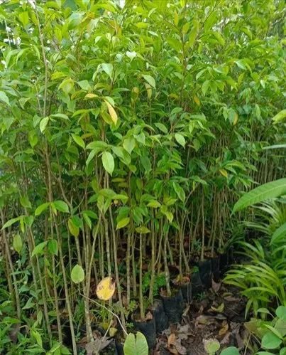 5 Feet Agarwood Plant