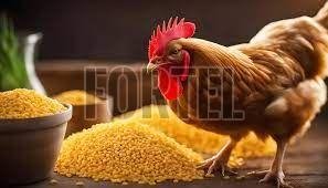 Chicken Feeds