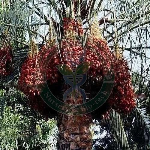 Amber Tissue Culture Date Palm Plant