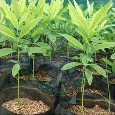 Tissue Culture Sandalwood Plant