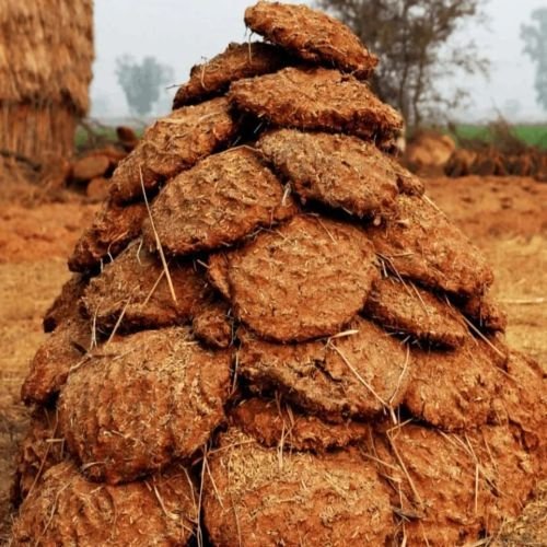 Cow Dung Cake