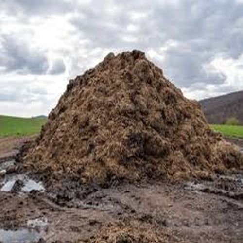 Wet Cow Dung
