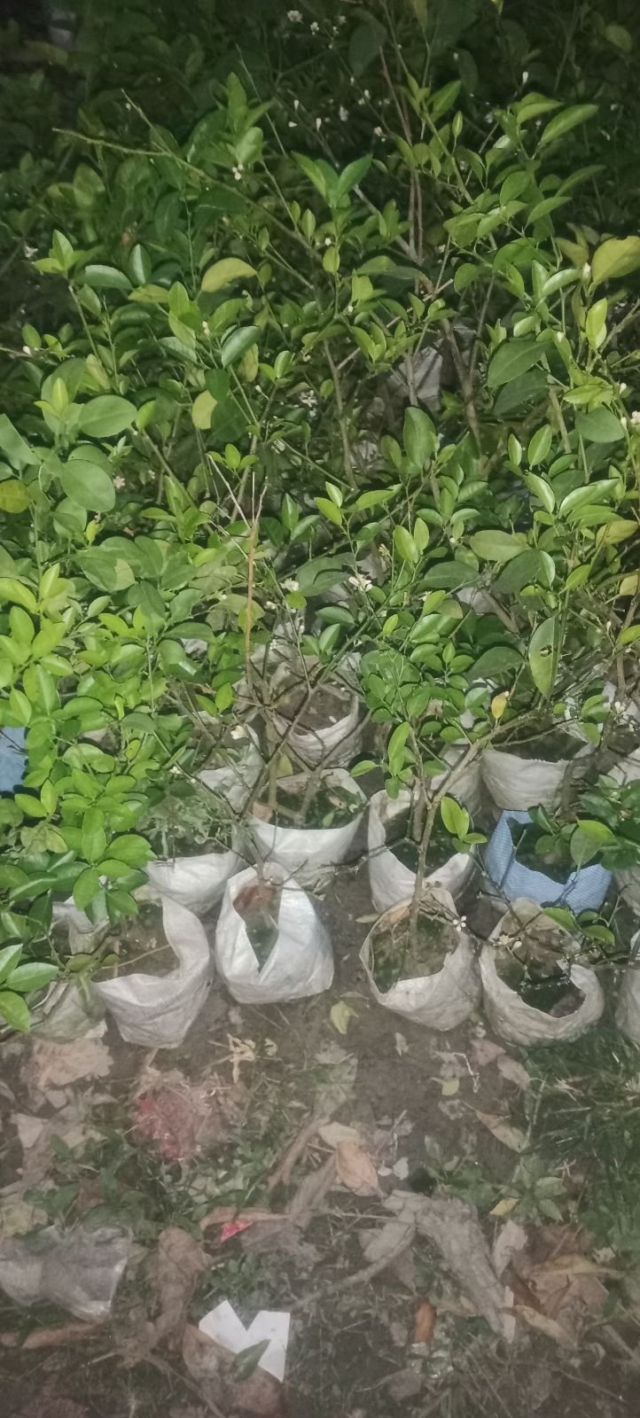 Full Sun Exposure Lemon Plant