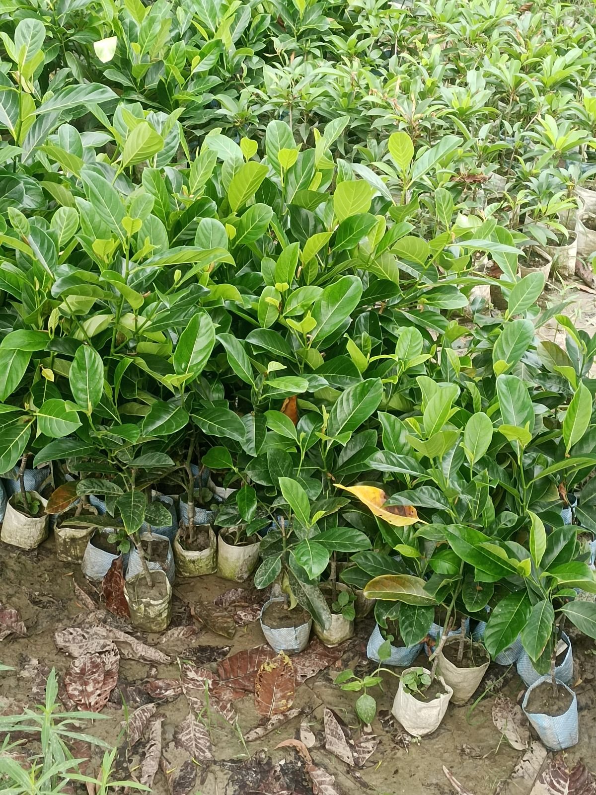 Hybrid Jack Fruit Plant