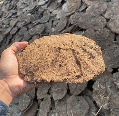 Cow Dung Cake