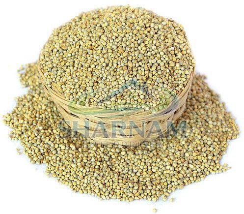 Pearl Millet Seeds