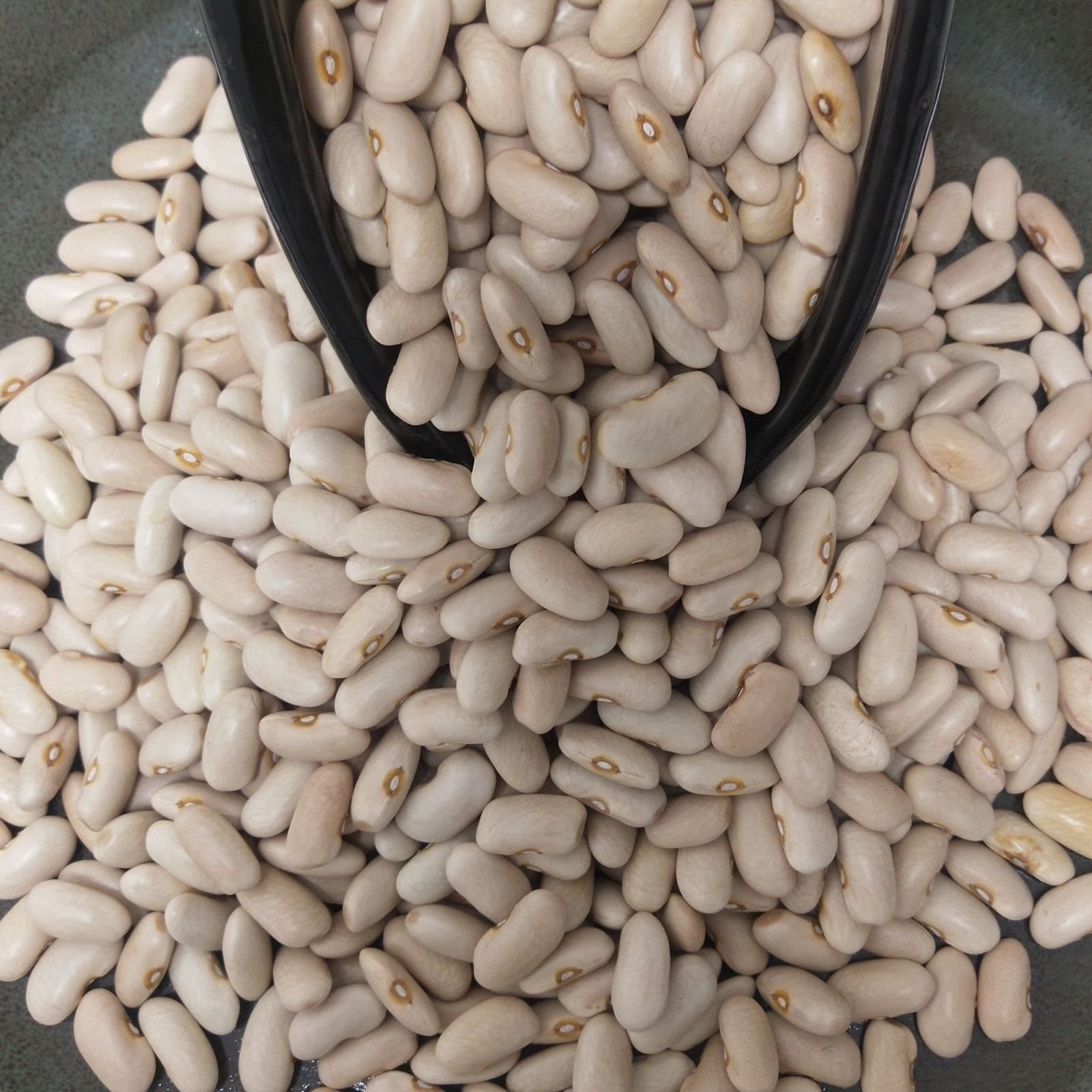Munsyari White Rajma