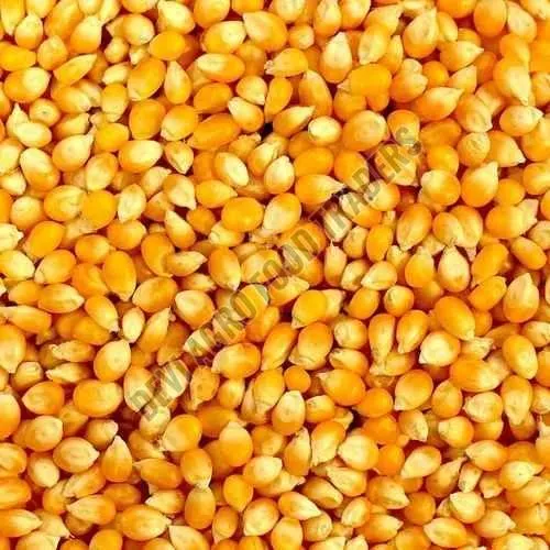 A Grade Dry Yellow Corn