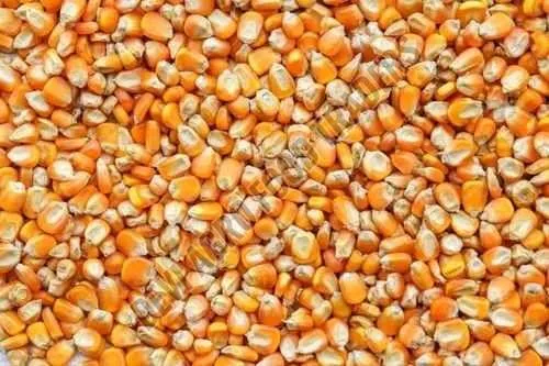 Dry Maize Seed
