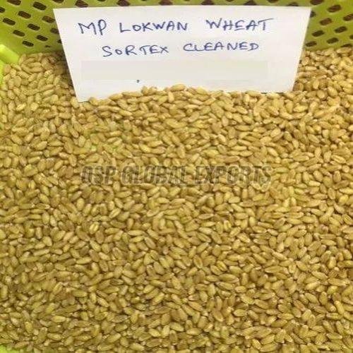 MP Lokwan Wheat