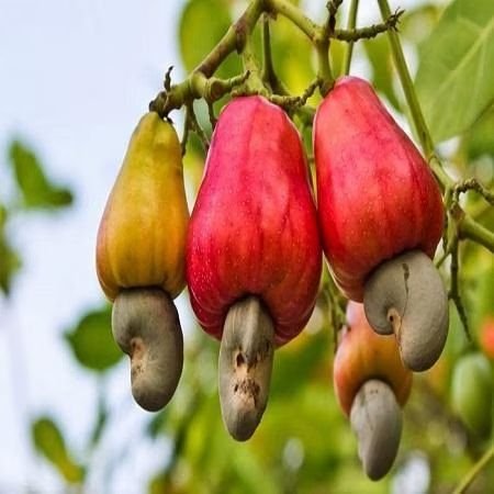 Raw Cashew Nuts