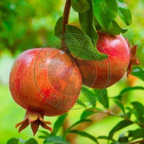 Fresh Red Pomegranate Fresh Red Pomegranate