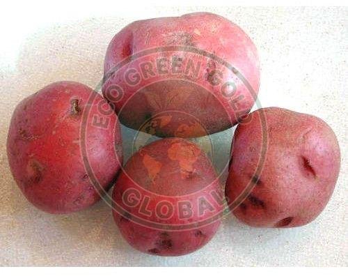 Fresh Red Skin Potato